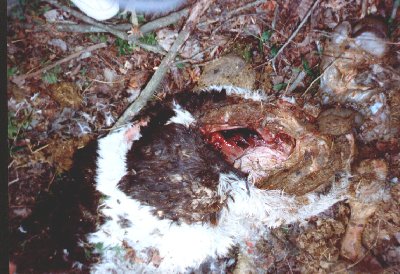 Bigfoot Carcass
